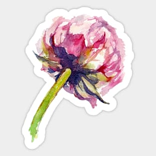 Peony Walter Faxon. Watercolor illustration. Sticker